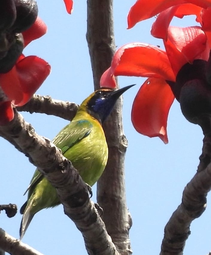 sunbird in Bardiya park