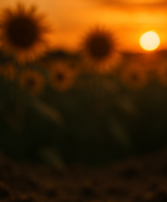 photograph of ants walking in the soil of a Kansas sunflower field