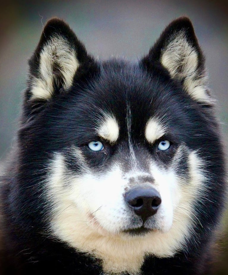 Husky-Erlebnisse, Husky-Ausfahrten, Husky-Trekkingtouren, Husky Abenteuer, Dietfurt, Bayern