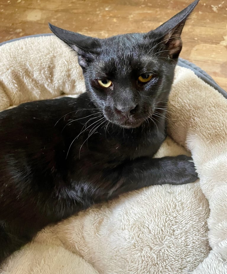 Cacao - Male Arabian Mau (born March 2025)