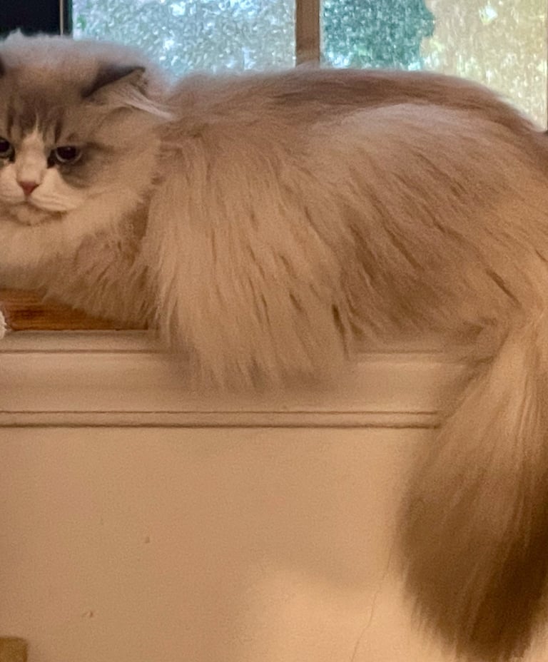 Lorenzo - Male Ragdoll Mix