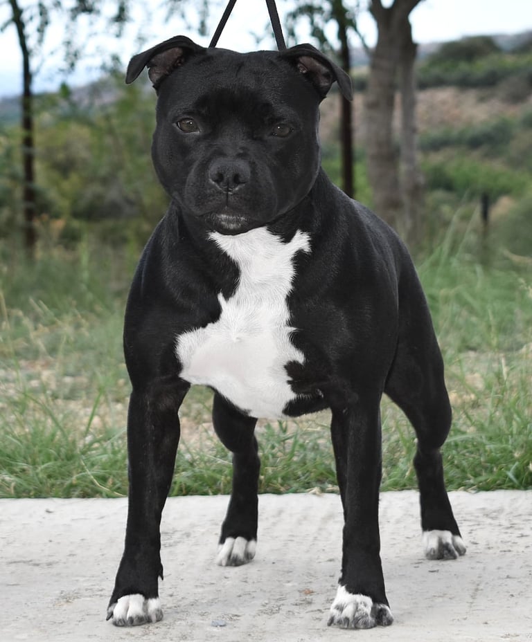 Staffordshire bull terrier pedigree enci fci grecalestaffs sicilia allevamento campionessa italiana
