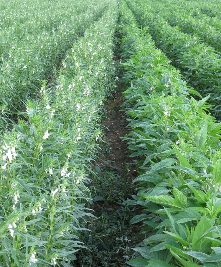 Sesame Filed Basha Seed Corporation