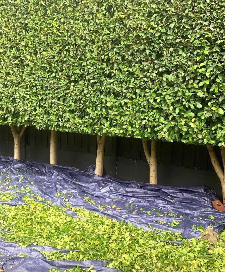 cutting a laurel hedge in sunderland