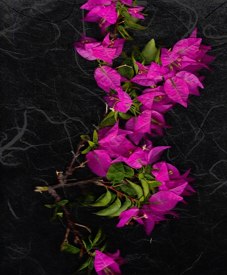 Scanned image of a Bougainvillea branch