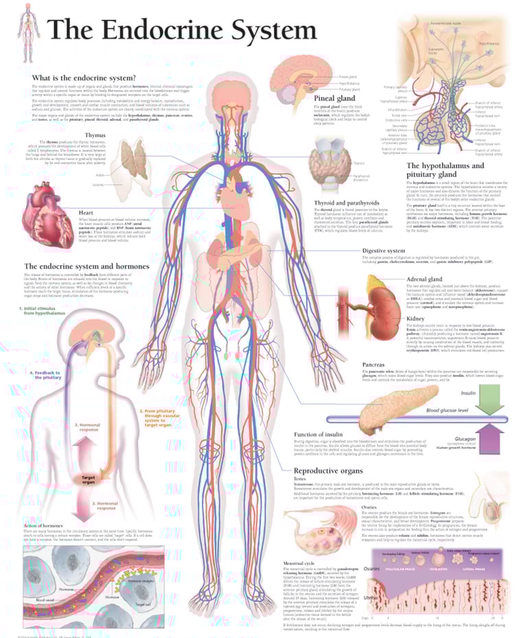 PESTICIDES SANTÉ PERTURBATEURS ENDOCRINIENS