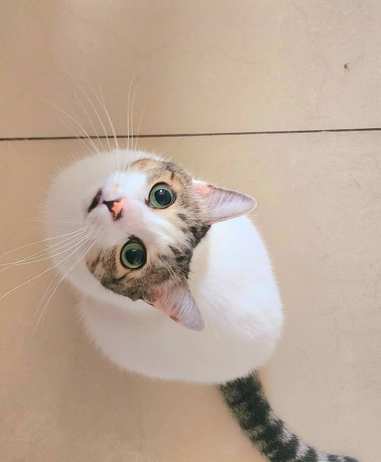 Um gato olhando de baixo para cima