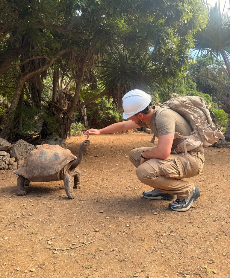 Giant tortoise walking up to visitors at the Rodrigues tortoise reserve