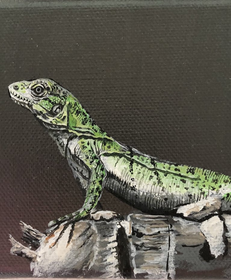 Álvaro Fernández Sáez Salamander Echse