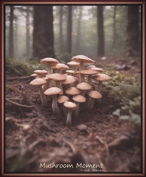 For The Poem: Mushroom Moment