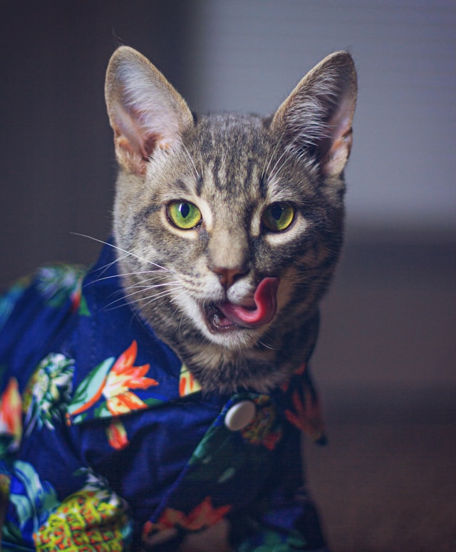 Un adorable gato atigrado de ojos verdes, con una camisa hawaiana tropical azul
