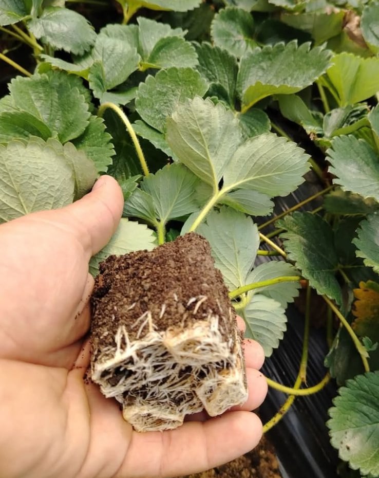 Osoba drži zdravu sadnicu jagode koja pokazuje snažan razvoj bijelog korijena u tlu