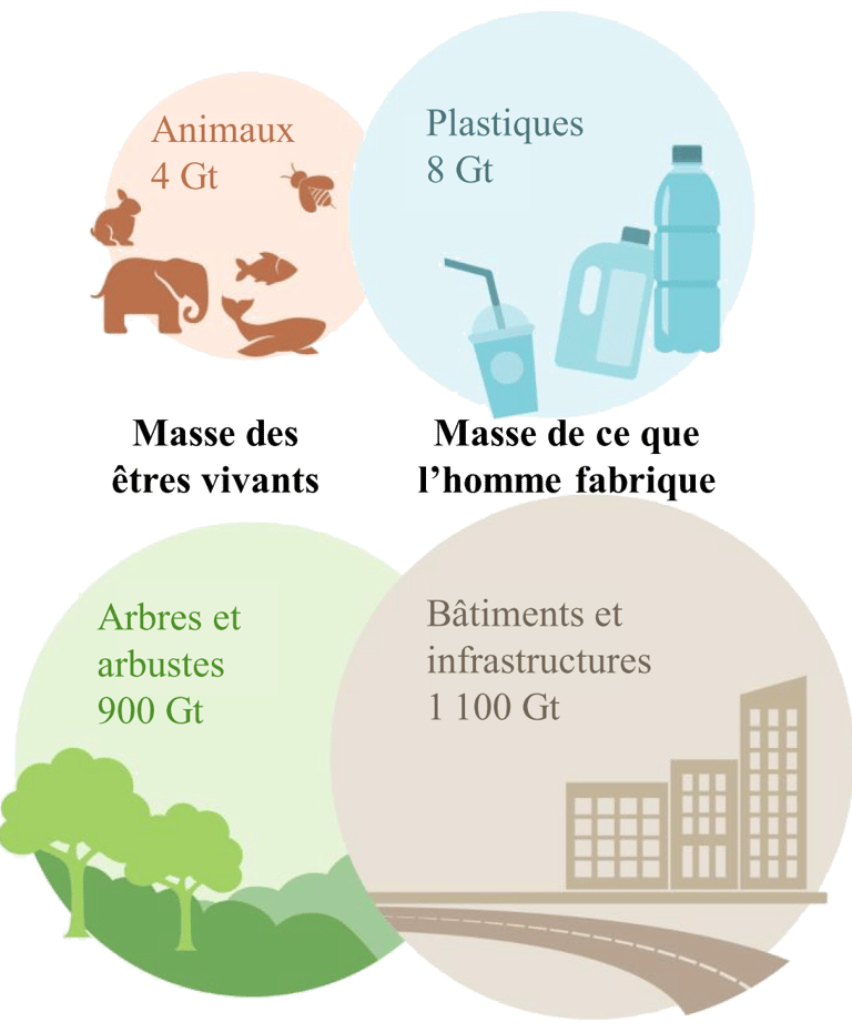 Infographie sur la masse de ce que l'homme produit par rapport à la biomasse