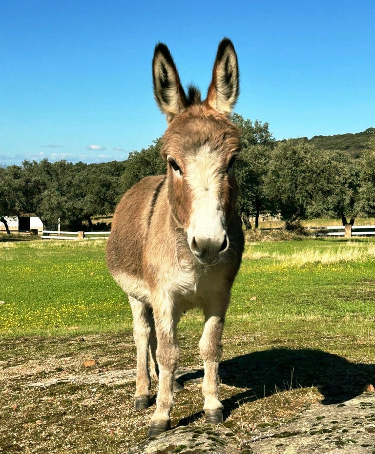 Gros plan sur un âne miniature