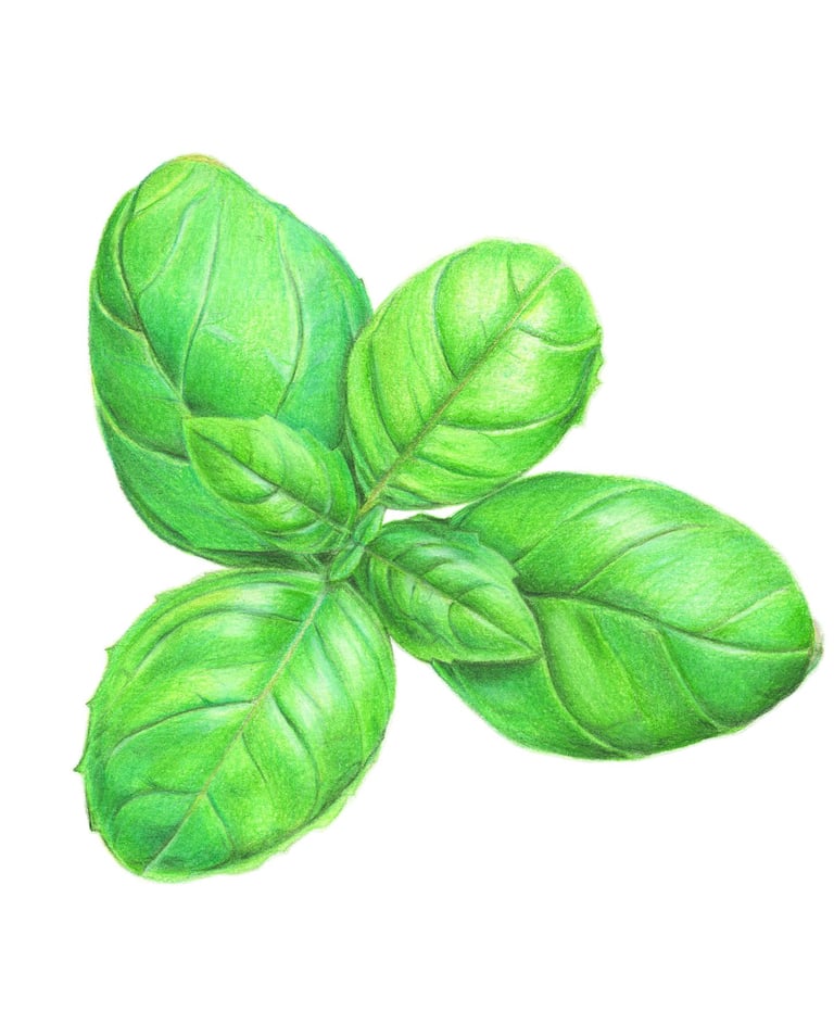 Basil illustration