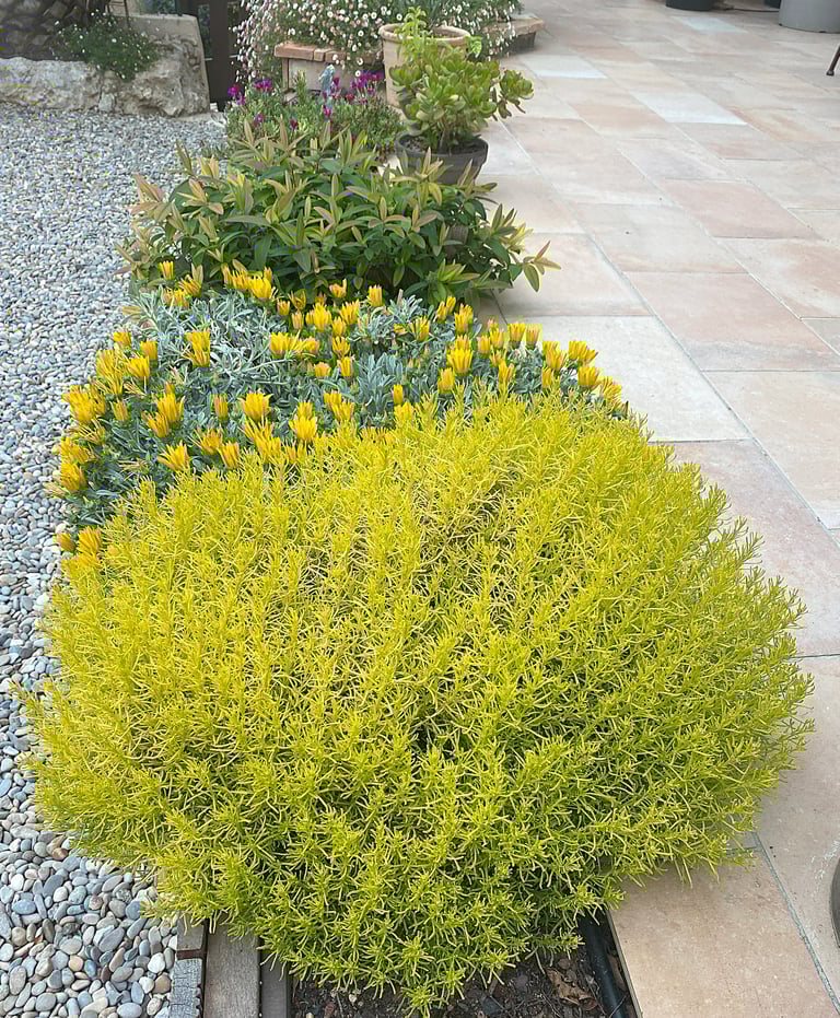 bac aménagé avec plantes basses pour délimiter la terrasse sans effet barrière