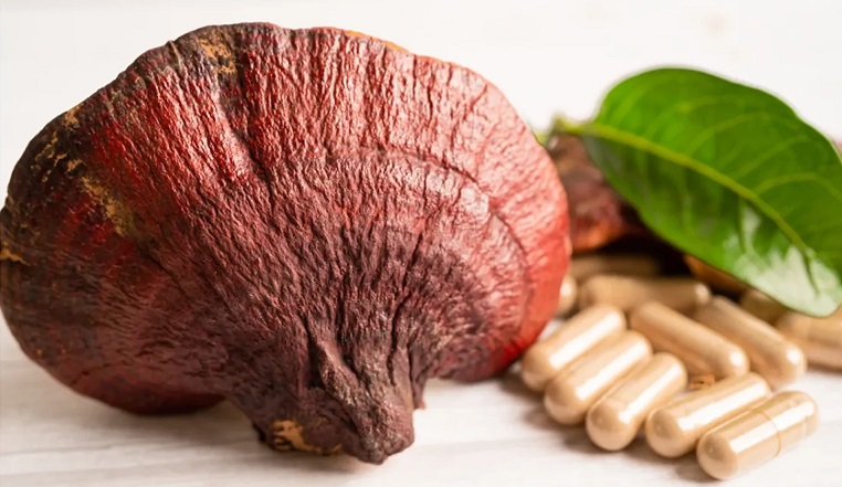 Seta Reishi junto a cápsulas de reishi