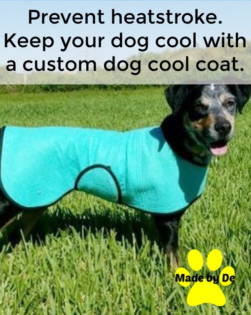 Black and white dog wearing a teal cool coat standing in the grass