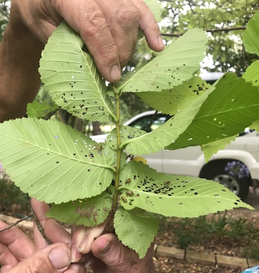 elm leaf beetle infestation on leaves