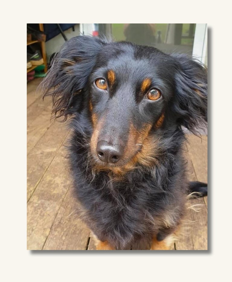 Reference photograph provided for a custom pet portrait commission.