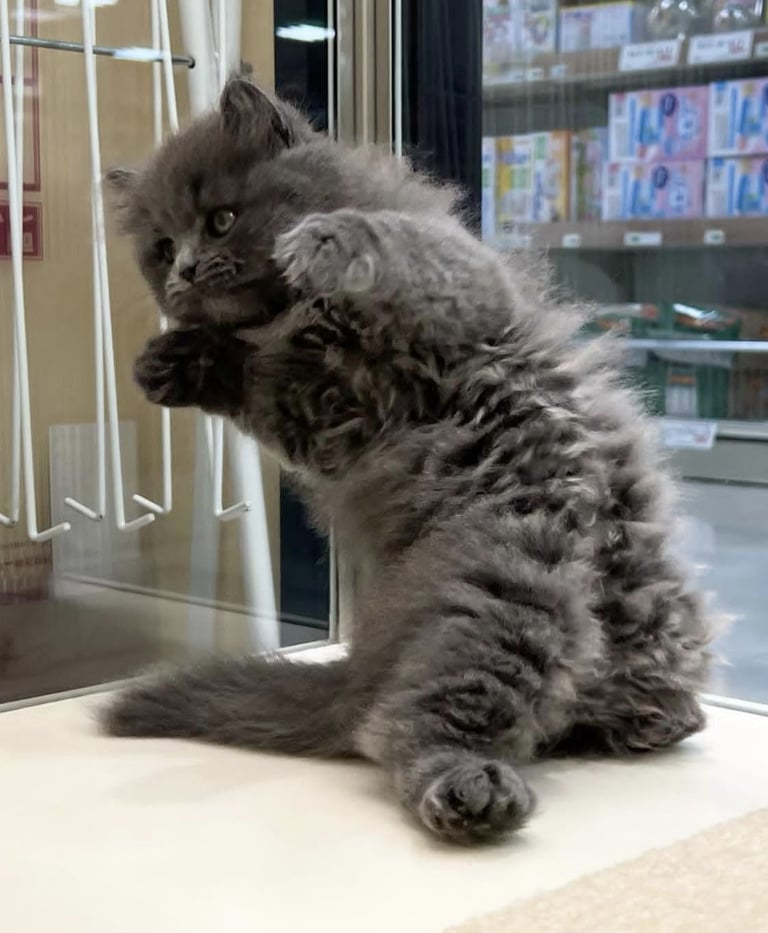 Gati en adopcion espana