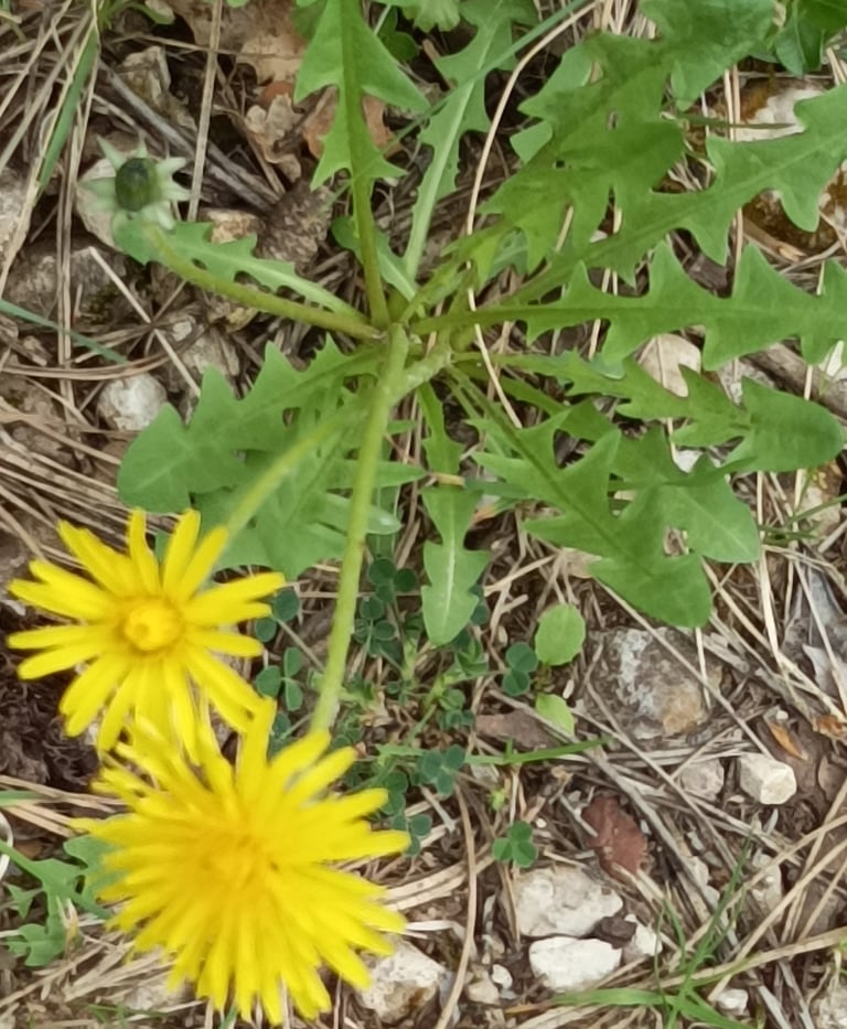 The golden dandelion or pissenlit