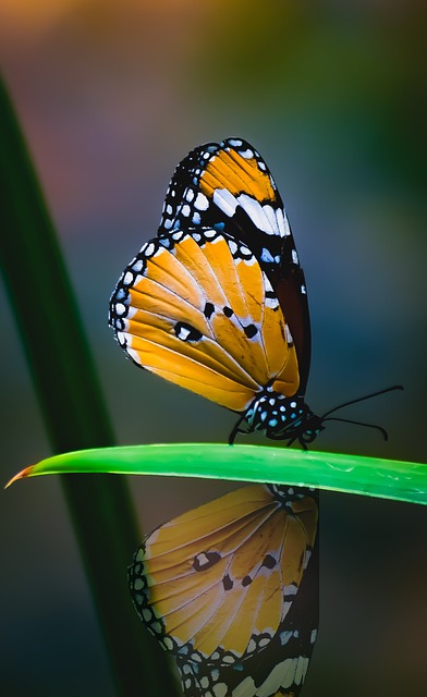 Reflections & Transformation during counselling & psychological therapies with Lisa @ Reflective Practices & S... , Caloundra