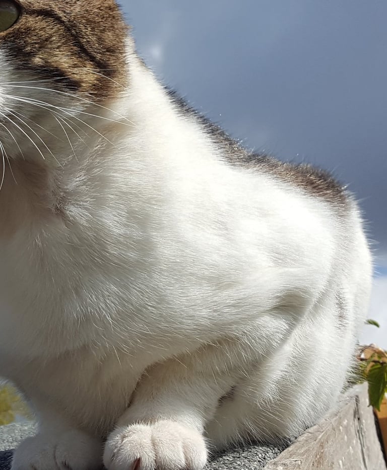 Wilbur looking into the distance with clouds in the background