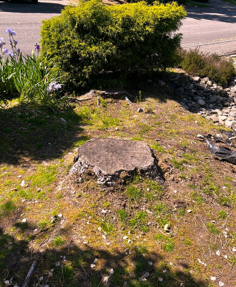 Tree stump before stump removal in Woodinville Washington