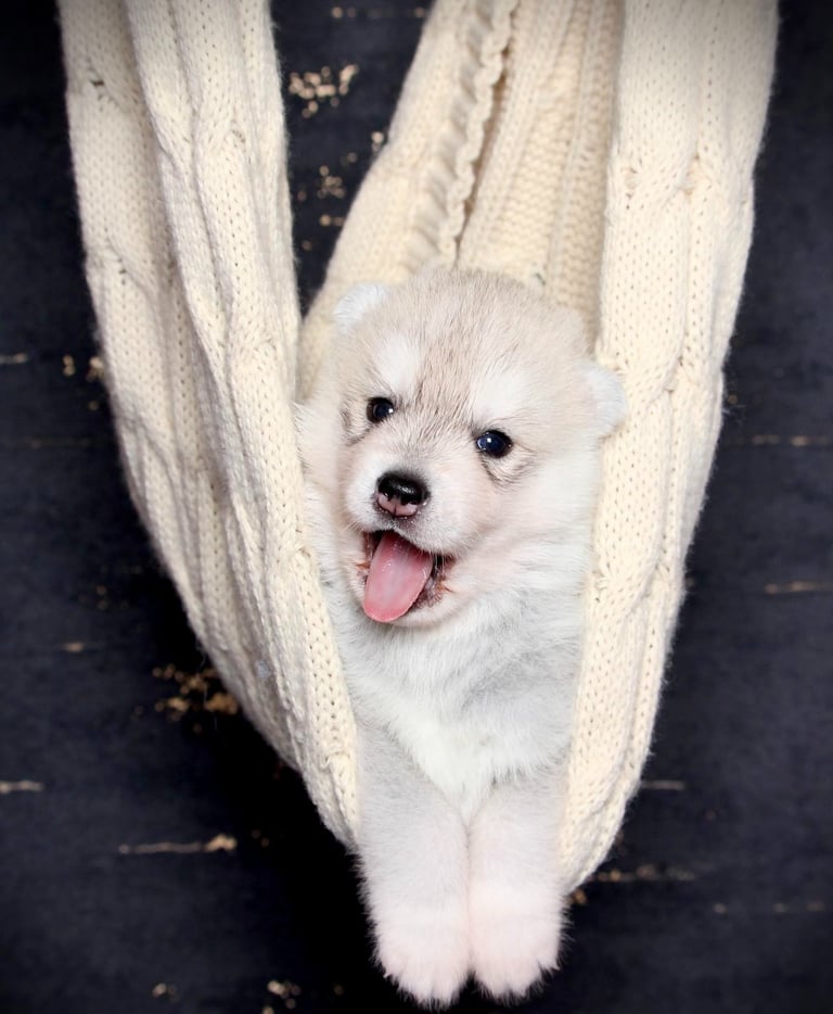 Huskywelpe liegt in Tragetuch