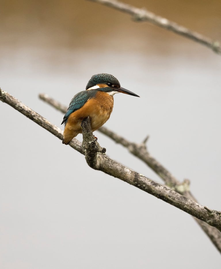 Eisvogel auf Ast – Beispiel aus dem Fotokurs Tierfotografie Basel.