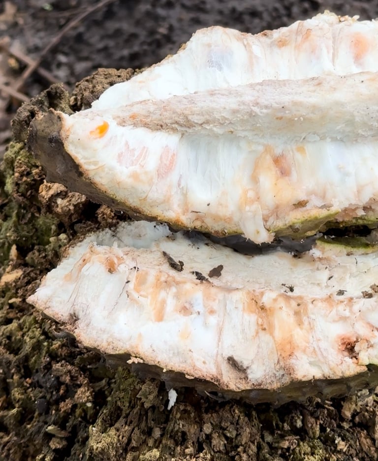 guanabana natural insecticie