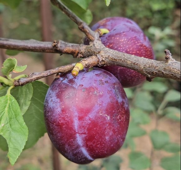 Two ripe purple plums hanging from a fruit tree branch with green leaves in a garden.