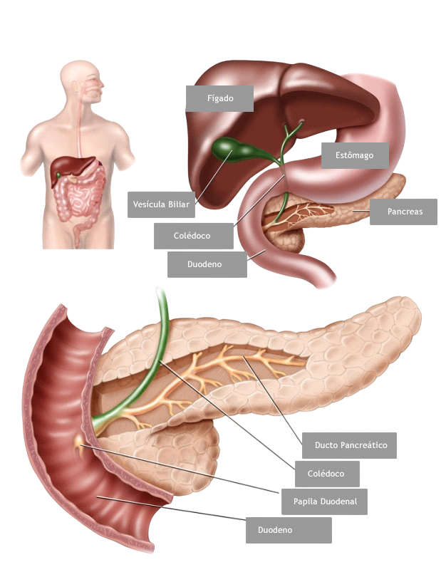 Relação anatômica entre vesícula biliar, via biliar e pâncreas