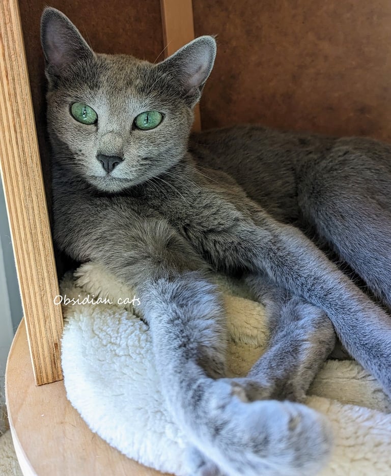 bleu russe femelle obsidian cats