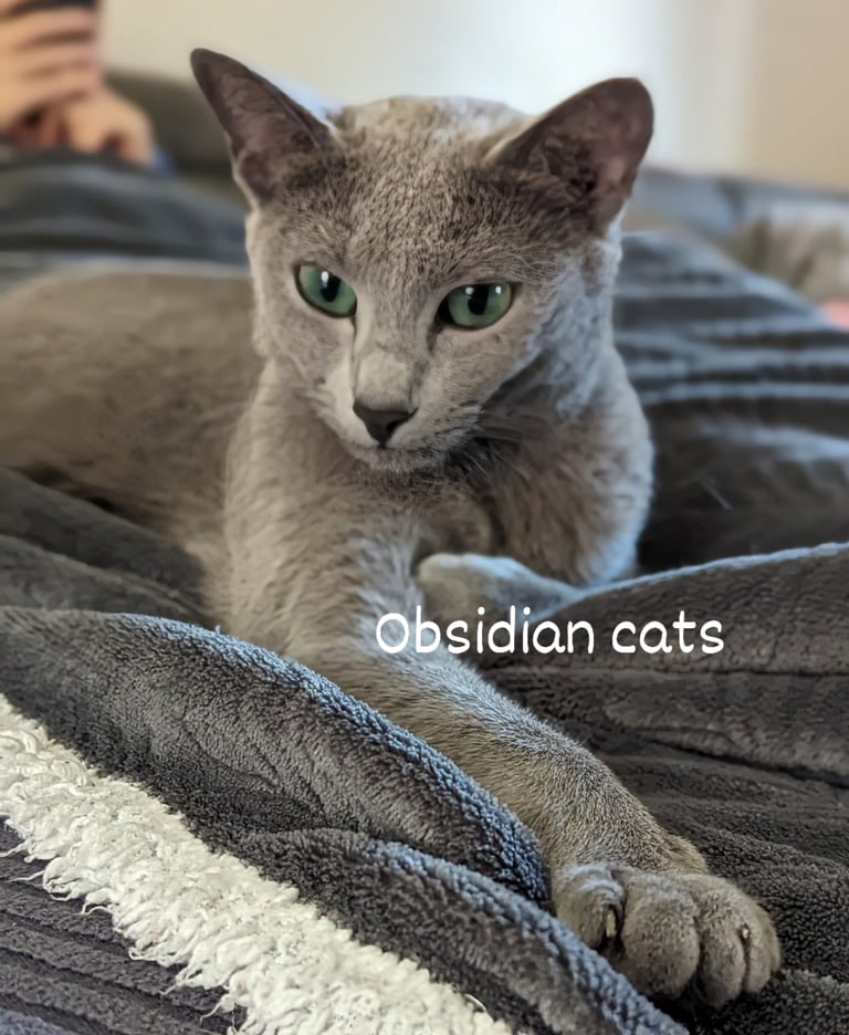 bleu russe femelle obsidian cats
