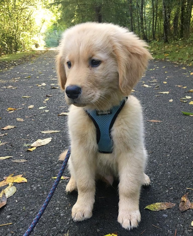 Golden Retriever Puppies for Sale