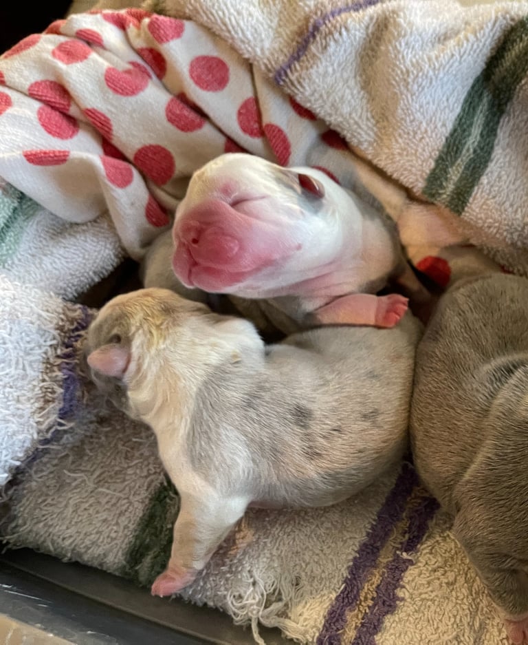 French Bulldog Puppies for sale