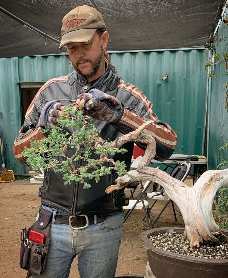 Colin Purcell wires a juniper bonsai tree