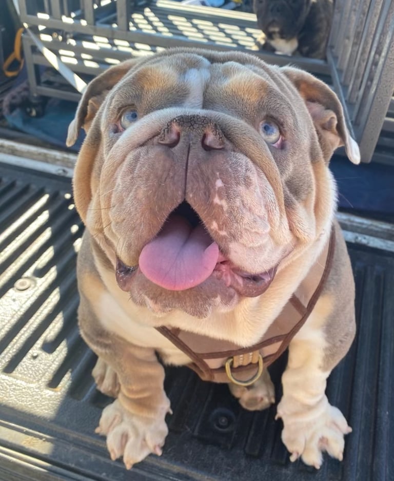 English Bulldog