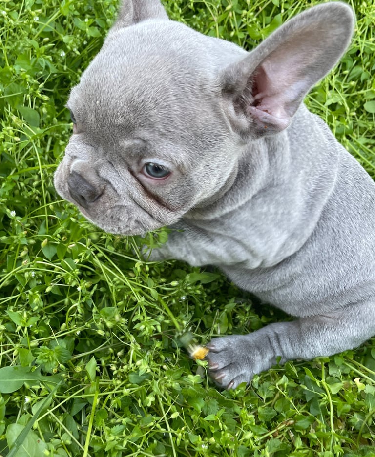 French Bulldog Puppy