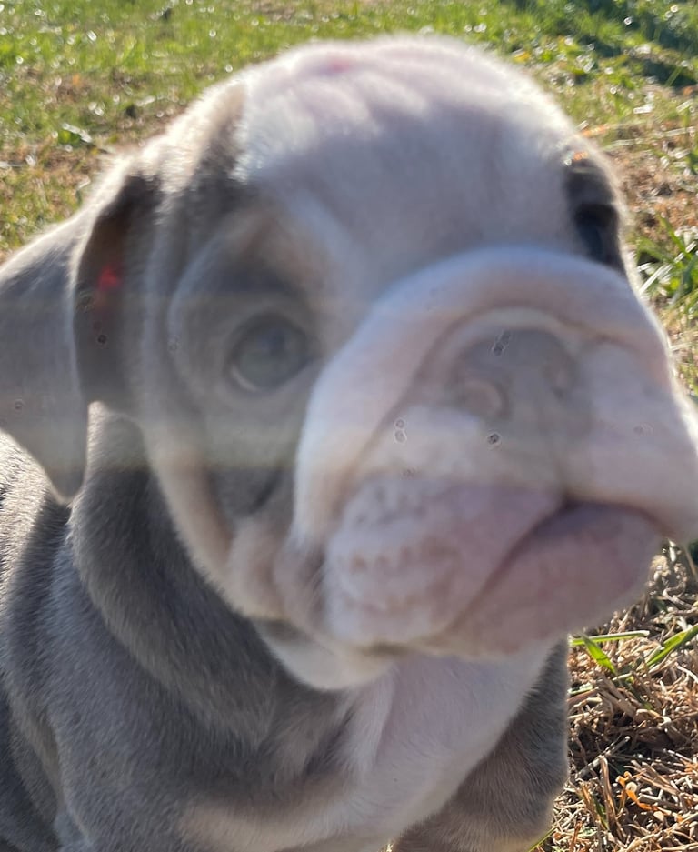English Bulldog Puppy