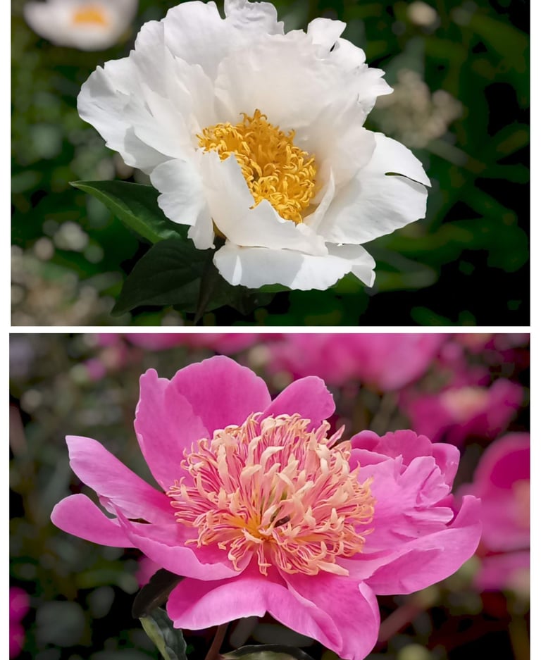 Roses watercolour classes
