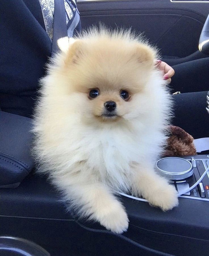 venta perro pomerania argentina