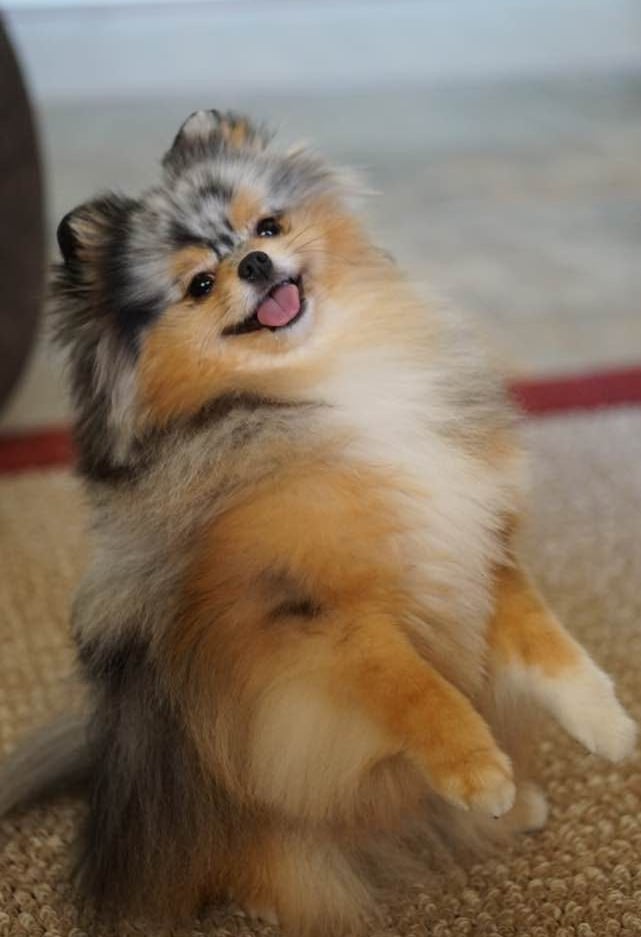 pomerania en venta buenos aires