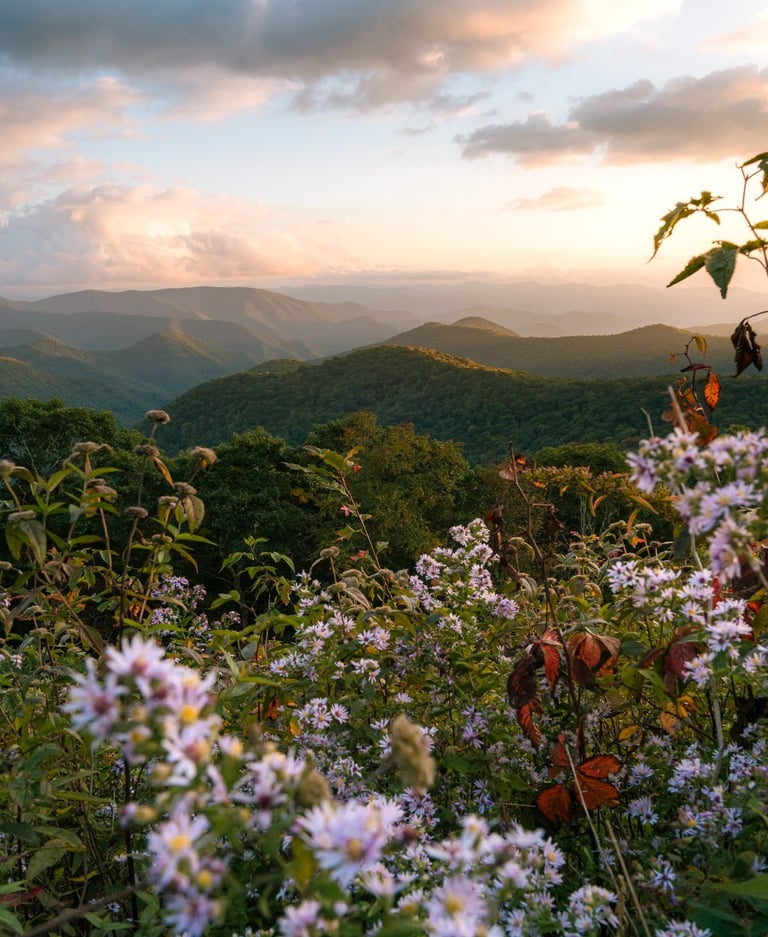 Purple wildflowers bloom at sunset with scenic views of the Blue Ridge Mountains in the background.