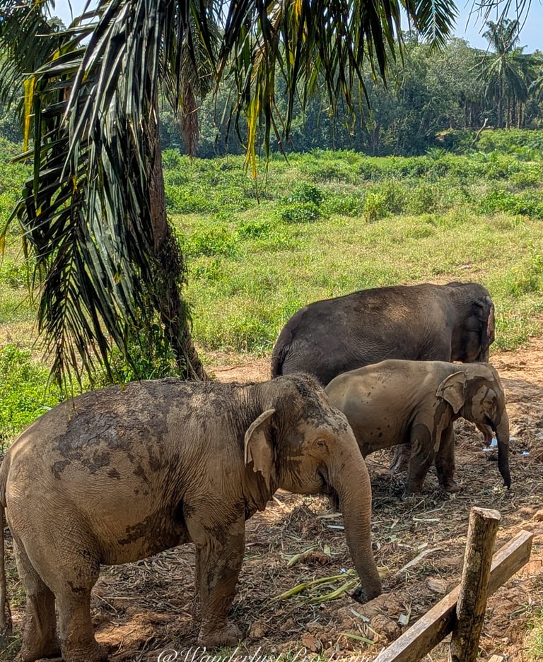 Elephants Krabi