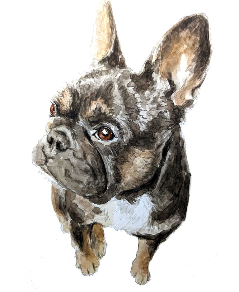 A watercolor painting of a brindle French Bulldog with large ears looking upward on a white background.