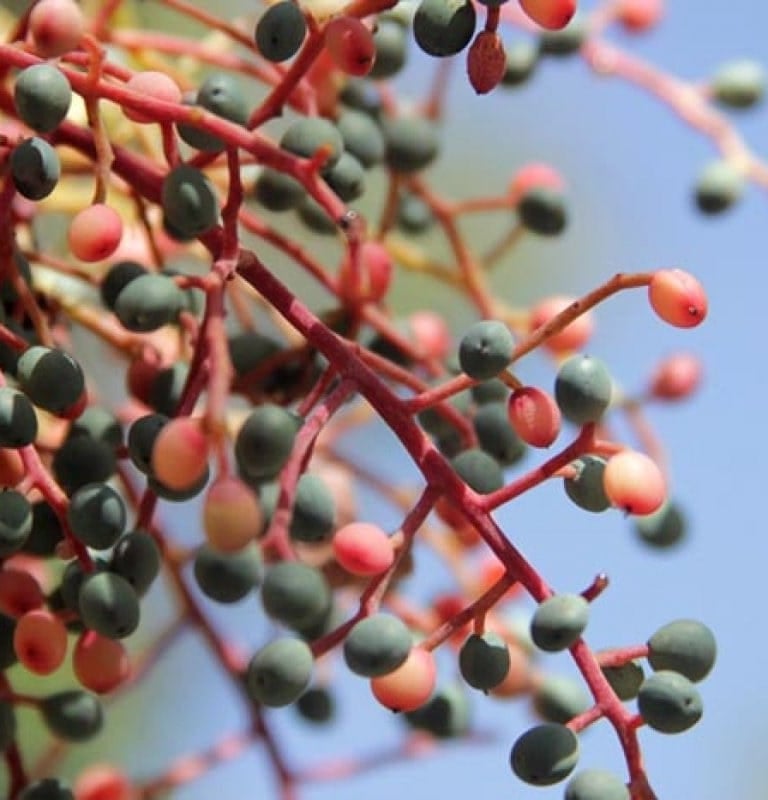 Close-up of small red and green berries growing on pink stems against a blue sky.