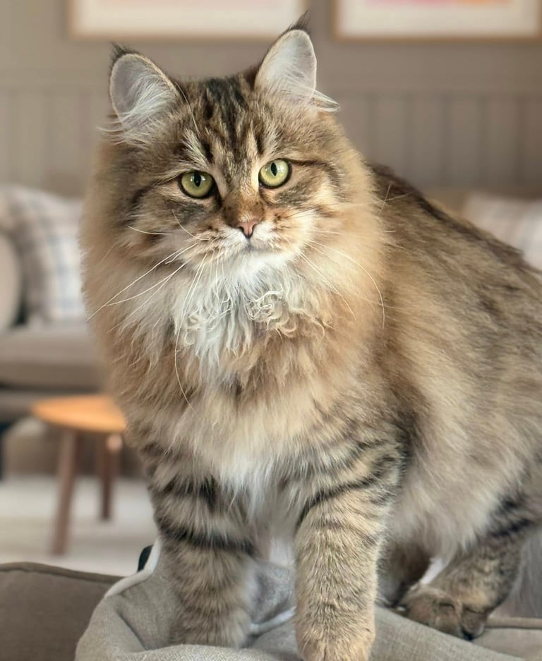 Sibirkatt fra NO*Rødrev oppdrett av Sibirkatt